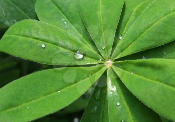 Macro of of big green Lupine leaf with raindrops