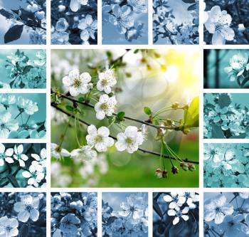 Royalty Free Photo of a Collage of Flowering Trees