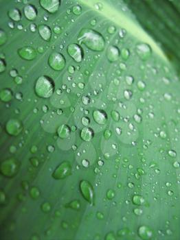 Macro of green fresh leaf with water drops