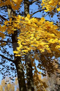 Beautiful yellow foliage of autumn maples