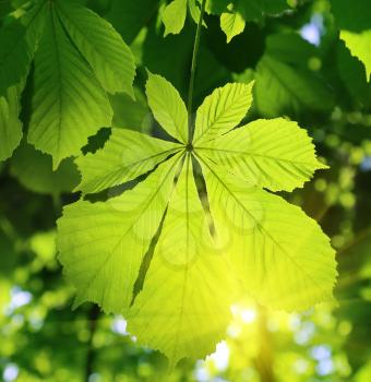 Chestnut leaf glowing in sunlight