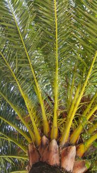 Branches of big tropical palm tree