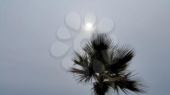 Branches of a palm tree against a cloudy sky with sun 