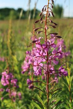 Willowherb - Epilobium Angustifolium. blooming sally (Epilobium angustifolium). Purple Alpine Fireweed. epilobium flower 