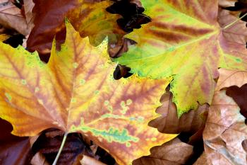 Bright autumn foliage closeup background