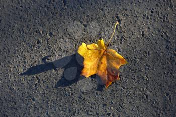 Bright fallen maple leaf on rough asphalt background