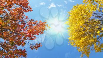 Branches of beautiful yellow and red autumn tree on sunny blue sky background
