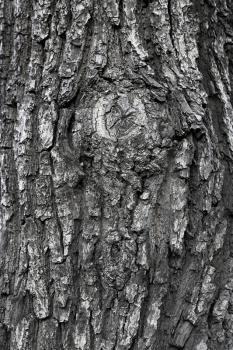 Close up texture of tree trunk