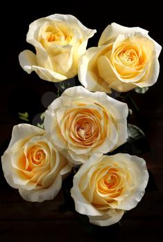 Bouquet of beautiful tea roses in a vase