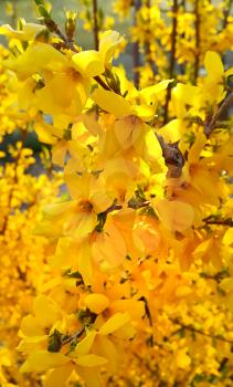 Beautiful branches of spring yellow forsythia flowers           