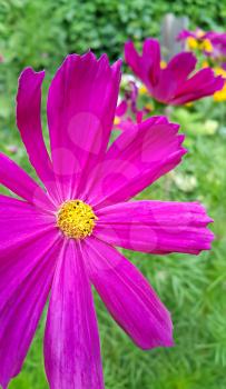 Closeup of beautiful pink Cosmos flowers