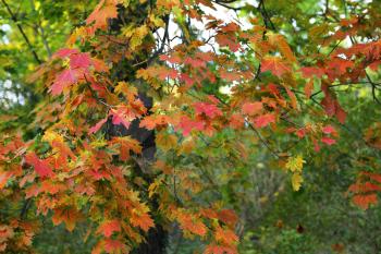 Beautiful autumn maple tree with bright colorful foliage 