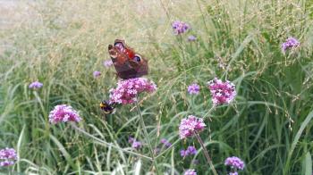 Butterfly and bee sitting on a beautiful lilac flower in summer