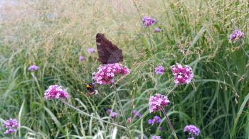 Butterfly and bee sitting on a beautiful lilac flower in summer