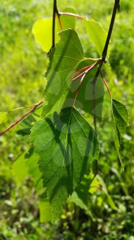 Beautiful branch of a spring birch tree with fresh foliage