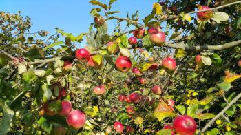 Branches of an apple tree with ripe red fruits in the sunny day