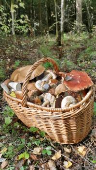Basket with edible mushrooms in forest