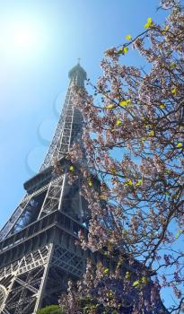 Eiffel Tower on blue sky sunny background with beautiful blooming trees. Spring in Paris, France.