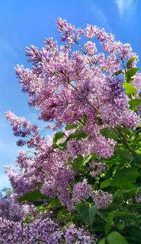 Spring branches with beautiful blossoming lilac flowers against blue sky
