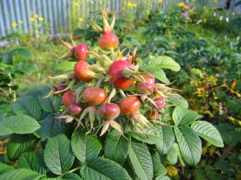 Dog-rose berries. Dog rose fruits (Rosa canina). Wild rosehips in nature.