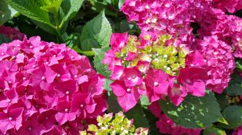 Close-up of beautiful bright flowers of Hydrangea (Hydrangea macrophylla) in a garden.