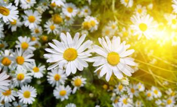 Beautiful chamomile flowers with sunlight