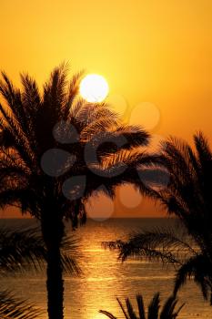 Beautiful seascape with morning sun and palm trees, Red sea, Egypt
