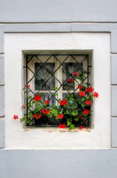 Old vintage window with bright red geranium flowers