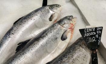 Close-up of fresh cooled salmon fish on ice for sale in market