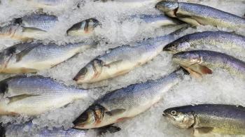 Close-up of fresh cooled fish on ice for sale in market