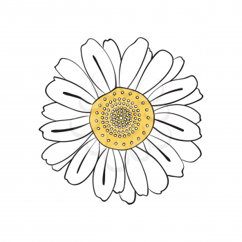 Illustration of hand drawn daisy, isolated on white background