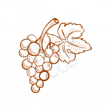 Illustration of hand drawn grapes, doodle style