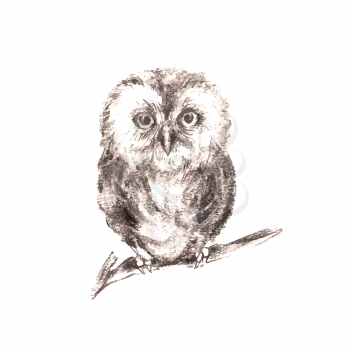 Illustration of hand drawn owl isolated on white background