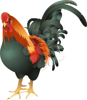 Royalty Free Clipart Image of a Rooster