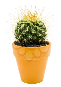 Royalty Free Photo of a Cactus Plant