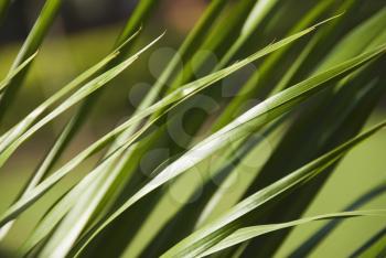 Close-up of tall grass, Gurgaon, Haryana, India