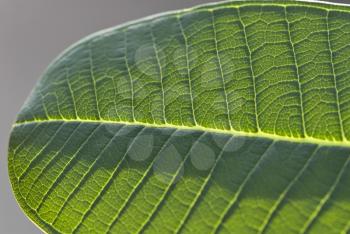 Details of a leaf