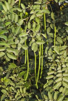 Close-up of bean plants, Gurgaon, Haryana, India