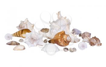 Close-up of assorted shells