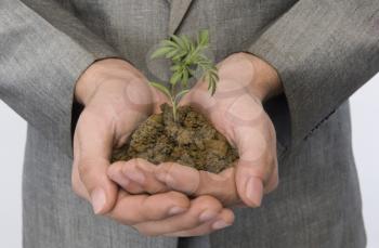 Businessman holding a sapling