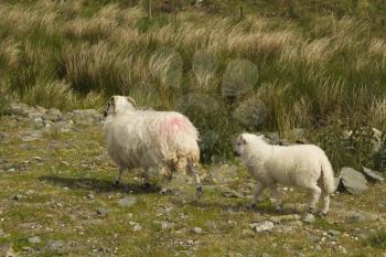 Sheep in a national park, Killarney National Park, Killarney, County Kerry, Republic of Ireland
