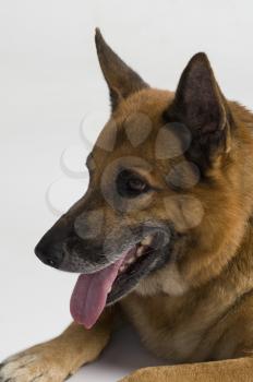 Close-up of a German Shepherd dog