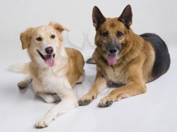 Two dogs sitting together