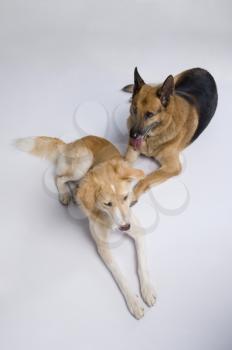 Two dogs sitting together