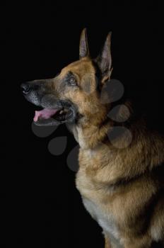 Close-up of a German Shepherd dog