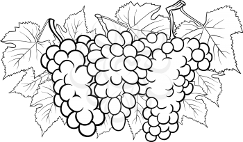 Black and White Cartoon Illustration of Three Bunches of Grapes or Grapevine Fruit Food Design for Coloring Book