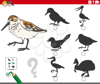 Cartoon illustration of finding the right shadow to the picture educational game for children with western sandpiper bird animal character