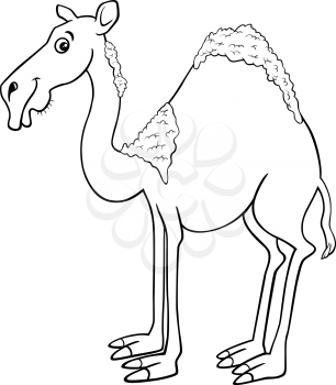 Black and White Cartoon Illustration of Dromedary Camel Animal Character Coloring Book
