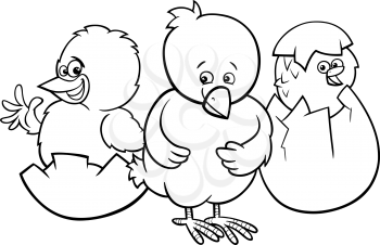 Black and White Cartoon Illustration of Little Chickens Characters Hatching from Eggs Coloring Book
