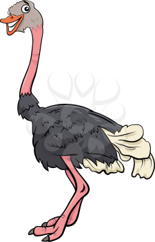 Cartoon Illustration of Funny Ostrich Bird Animal Character